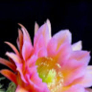 Meet your Posher, Beryl